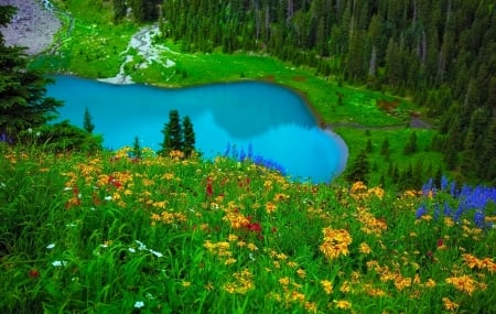 Blue Lake Summer - summer, forest, beautiful, flowers, grass, lake, colorado, turquoise, lovely, green