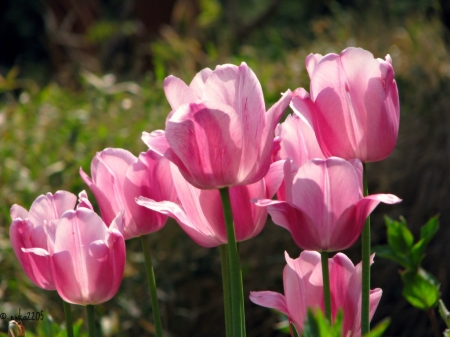 Tulips - tulips, field, flowers, soft