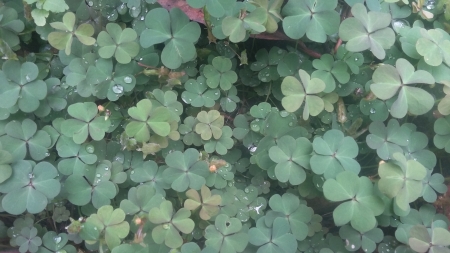 Tiny leaves - leaves, natural, green, grass