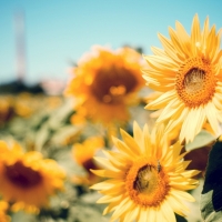 Beautiful Sunflowers