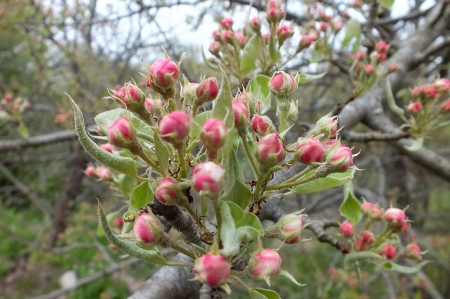 Spring. - nature, flowers, other, spring