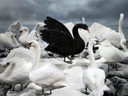 Swans - black, grey, white, sky