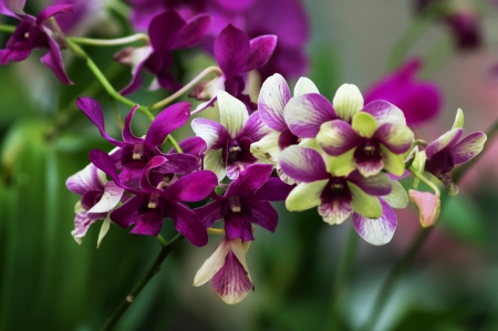 Exotic Orchid - flowers, purple, beautiful, exotic, orchid