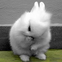 Sweet bunny :)