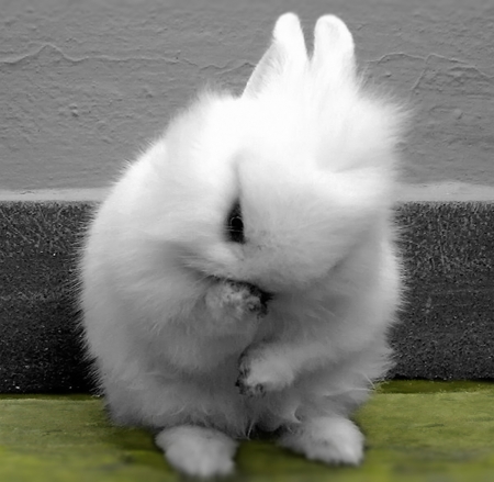 Sweet bunny :) - white, nature, rabbit, animals, funny animals, bunny, small