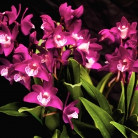 Orchids