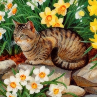 Spring Tabby Cat