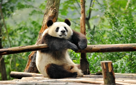 Panda Relaxing