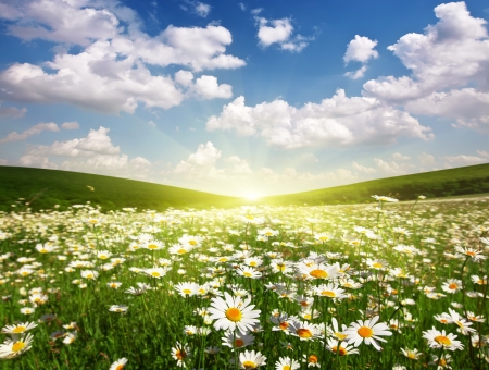 Field of Daisies - daisies, nature, fields, flower fields, sunshine, spring