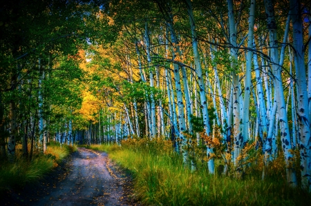 Path in Birch Forest - nature, trees, birch forests, forests, birch