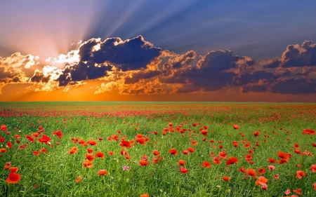 Sunset on a Field of Poppies - field, nature, sunset, poppies