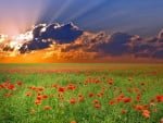 Sunset on a Field of Poppies