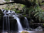 Forest Waterfall