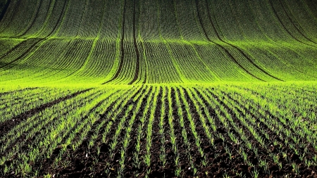 Amazing Field - seed, field, hills, nature