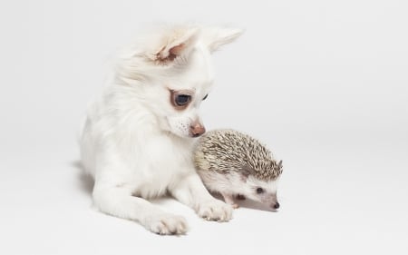 Friends - couple, hedgehog, funny, white, dog, animal, chihuahua, cute, friend