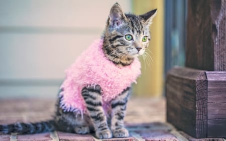 Cute in pink - cat, pink, animal, funny, cute, kitten