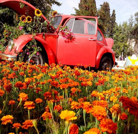 The beetle blooming! - old car, park, summer, field, beetle, spring, car, flowers, garden