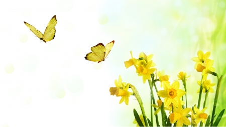 Daffodils and Butterflies - flowers, yellow, soft, butterflies, spring, daffodils