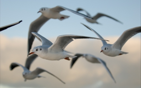 The flight of seagulls - nature, sky, seagulls, animals, flight, seabirds, birds