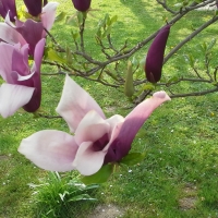 magnolia