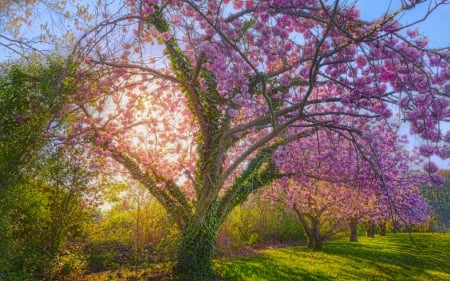 Springtime Morning - landscape, sunrise, tree, sun, blooming