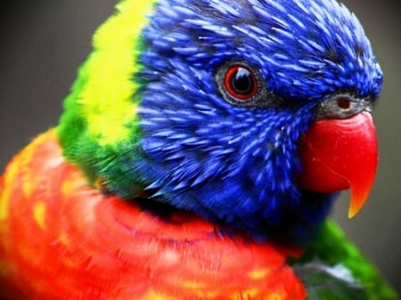 Parrot face - colorful, yellow, blue, red