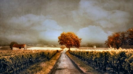 Through the Vineyard - vineyard, nature, scenery, photography, landscape, photo, wide screen