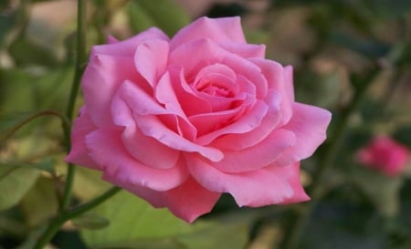 Pink Rose