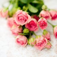 romantic vintage roses