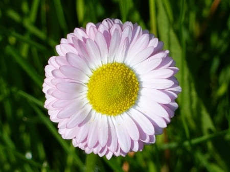 Coltsfoot - color, grass, spring, flower, coltsfoot