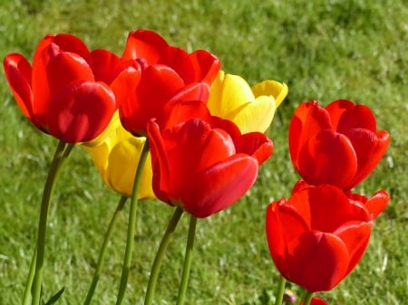 Colorful Tulips - yellow, red, tulips, grass, spring