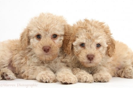 ben and jerry - cute, adorable, puppies, friendly