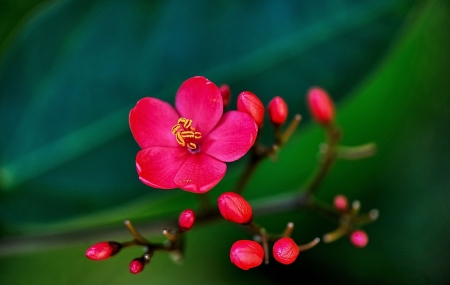 Pink Flower - flower, pink, nature, green