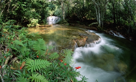 Cool - forest, trees, waterfall, beautiful