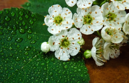 White Flowers - flowers, white, nature, green