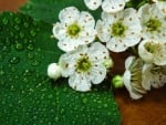 White Flowers