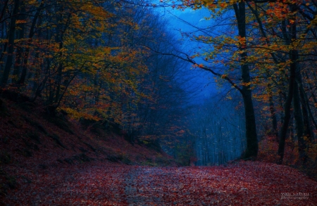 Evening Colors - nature, forest, trees, blue