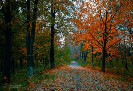 Vivid Colors - nature, autumn, path, trees