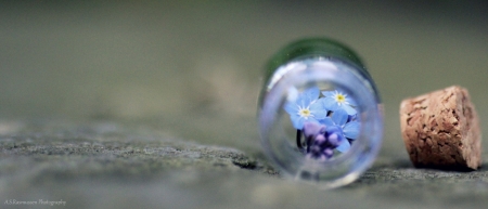 I'll Never Forget You - flower, photography, jar, soft