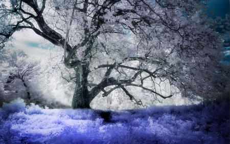 Forever Winter - fantasy, winter, art, forever