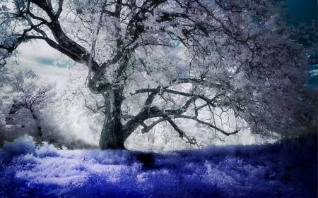 Forever Winter - fantasy, winter, art, forever