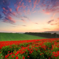 Poppy field