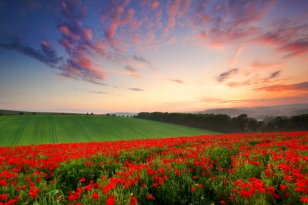 Poppy field - poppy, foeld, nature, summer, beautiful, grass, sky