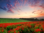 Poppy field