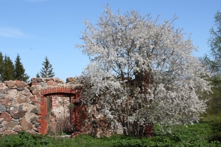 Spring. - flowers, nature, fields, other