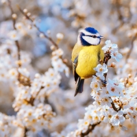 Cute Spring Bird