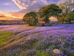 Spring flowers field