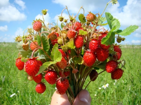 wild strawberries bunch - bunch, nature, image, strawberries