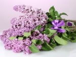 bouquet of purple lilacs