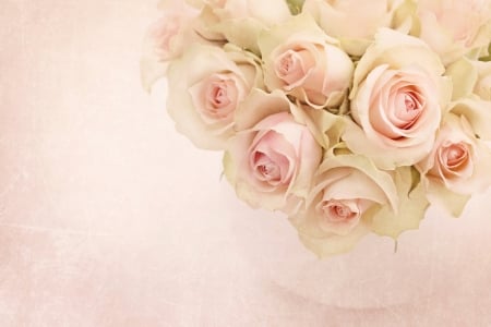 Pale Pink Roses - roses, pink, flowers, nature, pink roses